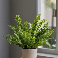 Plant in a Box Vogelnestvaren - Asplenium nidus 'Crispy Wave' - Hoogte 25-40cm - ⌀12cm Clearance