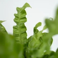 Plant in a Box Vogelnestvaren - Asplenium nidus 'Crispy Wave' - Hoogte 25-40cm - ⌀12cm Clearance