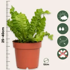 Plant in a Box Vogelnestvaren - Asplenium nidus 'Crispy Wave' - Hoogte 25-40cm - ⌀12cm Clearance