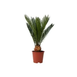 Plant in a Box Vredespalm - Cycas revoluta - Hoogte 45-60cm - ⌀15cm
