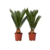 Plant in a Box Vredespalm - Set van 2 - Cycas revoluta - Hoogte 45-60cm - ⌀15cm Outlet