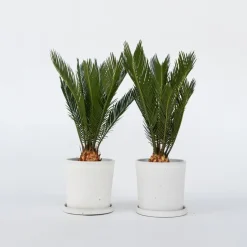 Plant in a Box Vredespalm - Set van 2 - Cycas revoluta - Hoogte 45-60cm - ⌀15cm Outlet