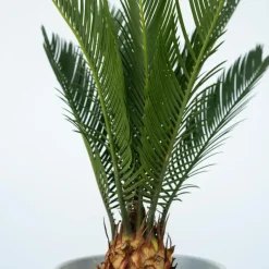 Plant in a Box Vredespalm - Set van 2 - Cycas revoluta - Hoogte 45-60cm - ⌀15cm Outlet