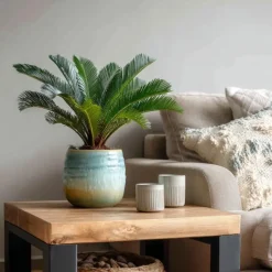 Plant in a Box Vredespalm - Set van 2 - Cycas revoluta - Hoogte 45-60cm - ⌀15cm Outlet