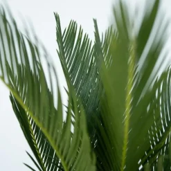 Plant in a Box Vredespalm - Set van 2 - Cycas revoluta - Hoogte 45-60cm - ⌀15cm Outlet