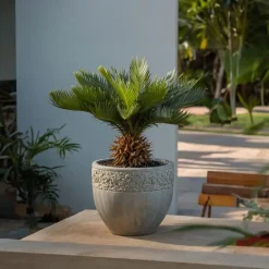 Plant in a Box Vredespalm met voeding - Set van 2 - Cycas revoluta - Hoogte 45-60cm - ⌀15cm Hot