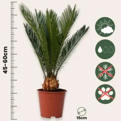 Plant in a Box Vredespalm met voeding - Set van 2 - Cycas revoluta - Hoogte 45-60cm - ⌀15cm Hot