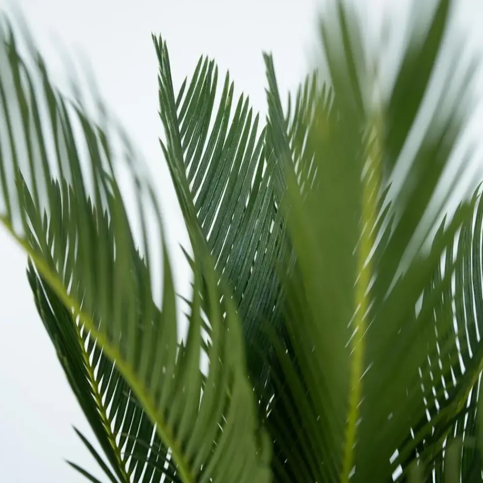 Plant in a Box Vredespalm met voeding - Set van 2 - Cycas revoluta - Hoogte 45-60cm - ⌀15cm Hot