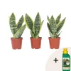 Plant in a Box Vrouwentong - Set van 3 - Sansevieria 'Futura Superba' - Hoogte 35-40cm - ⌀12cm Discount