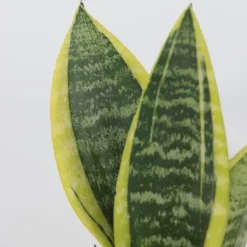 Plant in a Box Vrouwentong - Set van 3 - Sansevieria 'Futura Superba' - Hoogte 35-40cm - ⌀12cm Discount