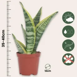 Plant in a Box Vrouwentong - Set van 3 - Sansevieria 'Futura Superba' - Hoogte 35-40cm - ⌀12cm Discount