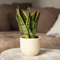 Plant in a Box Vrouwentong - Set van 3 - Sansevieria 'Futura Superba' - Hoogte 35-40cm - ⌀12cm Discount