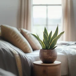 Plant in a Box Vrouwentong - Set van 3 - Sansevieria 'Futura Superba' - Hoogte 35-40cm - ⌀12cm Discount