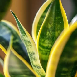 Plant in a Box Vrouwentong - Set van 3 - Sansevieria 'Futura Superba' - Hoogte 35-40cm - ⌀12cm Discount