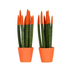 Plant in a Box Vrouwentong - Set van 2 - Sansevieria cylindrica - Hoogte 20-40cm - ⌀9cm Outlet