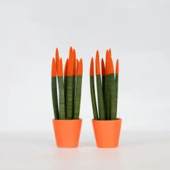 Plant in a Box Vrouwentong - Set van 2 - Sansevieria cylindrica - Hoogte 20-40cm - ⌀9cm Outlet
