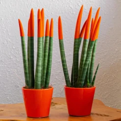 Plant in a Box Vrouwentong - Set van 2 - Sansevieria cylindrica - Hoogte 20-40cm - ⌀9cm Outlet