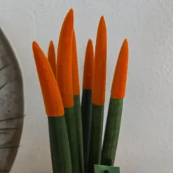 Plant in a Box Vrouwentong - Set van 2 - Sansevieria cylindrica - Hoogte 20-40cm - ⌀9cm Outlet