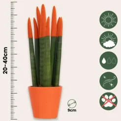 Plant in a Box Vrouwentong - Set van 2 - Sansevieria cylindrica - Hoogte 20-40cm - ⌀9cm Outlet