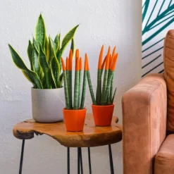 Plant in a Box Vrouwentong - Set van 2 - Sansevieria cylindrica - Hoogte 20-40cm - ⌀9cm Outlet