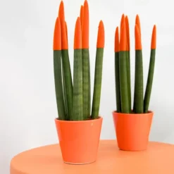 Plant in a Box Vrouwentong - Set van 2 - Sansevieria cylindrica - Hoogte 20-40cm - ⌀9cm Outlet