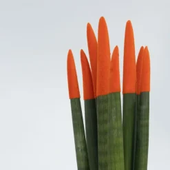 Plant in a Box Vrouwentong - Set van 2 - Sansevieria cylindrica - Hoogte 20-40cm - ⌀9cm Outlet