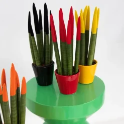 Plant in a Box Vrouwentong - Set van 3 - Sansevieria cylindrica - Hoogte 20-40cm - ⌀9cm Discount
