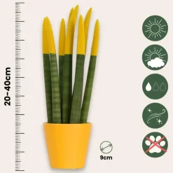 Plant in a Box Vrouwentong - Set van 3 - Sansevieria cylindrica - Hoogte 20-40cm - ⌀9cm Discount
