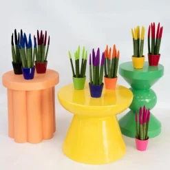 Plant in a Box Vrouwentong - Set van 3 - Sansevieria cylindrica - Hoogte 20-40cm - ⌀9cm Discount