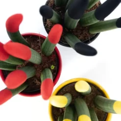 Plant in a Box Vrouwentong - Set van 3 - Sansevieria cylindrica - Hoogte 20-40cm - ⌀9cm Discount