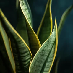 Plant in a Box Vrouwentong - Set van 2 - Sansevieria 'Futura Superba' - Hoogte 35-40cm - ⌀12cm Outlet