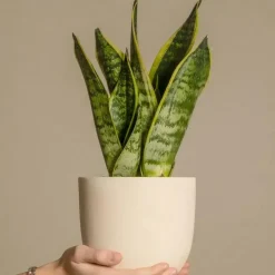 Plant in a Box Vrouwentong - Set van 2 - Sansevieria 'Futura Superba' - Hoogte 35-40cm - ⌀12cm Outlet