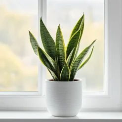 Plant in a Box Vrouwentong - Set van 2 - Sansevieria 'Futura Superba' - Hoogte 35-40cm - ⌀12cm Outlet