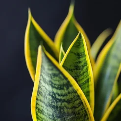 Plant in a Box Vrouwentong - Set van 2 - Sansevieria 'Futura Superba' - Hoogte 35-40cm - ⌀12cm Outlet