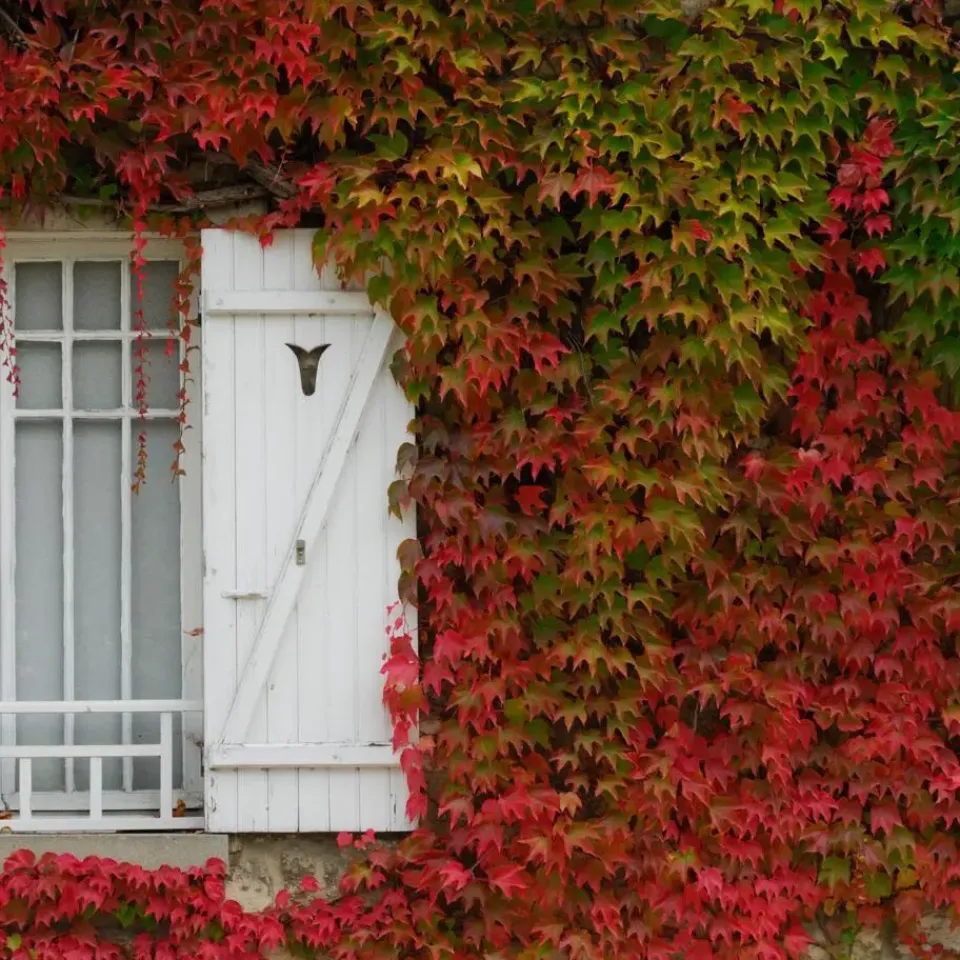 Plant in a Box Wilde wingerd - Set van 6 - Parthenocissus quinquefolia - Hoogte 25-40cm - ⌀9cm New