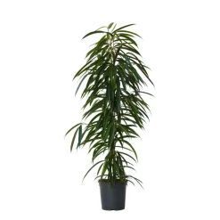 Plant in a Box Wilgenblad Ficus - Ficus binnendijkii - Hoogte 100-110cm - ⌀21cm Online