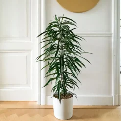 Plant in a Box Wilgenblad Ficus - Ficus binnendijkii - Hoogte 100-110cm - ⌀21cm Online