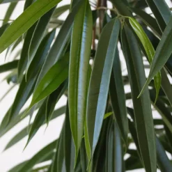 Plant in a Box Wilgenblad Ficus - Ficus binnendijkii - Hoogte 100-110cm - ⌀21cm Online