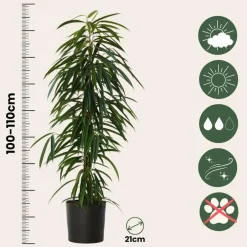 Plant in a Box Wilgenblad Ficus - Ficus binnendijkii - Hoogte 100-110cm - ⌀21cm Online