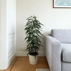 Plant in a Box Wilgenblad Ficus - Ficus binnendijkii - Hoogte 100-110cm - ⌀21cm Online