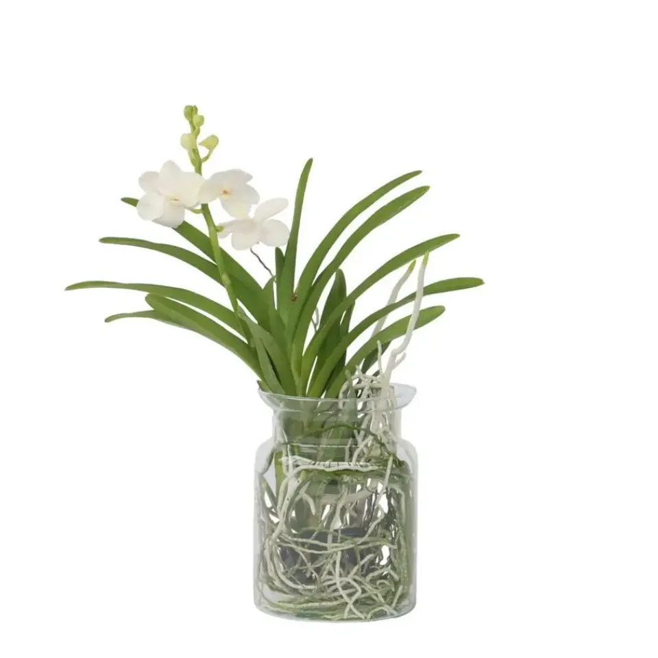 Plant in a Box Witte Orchidee met vaas - Vanda 'White' - Hoogte 40-50cm - ⌀14cm New