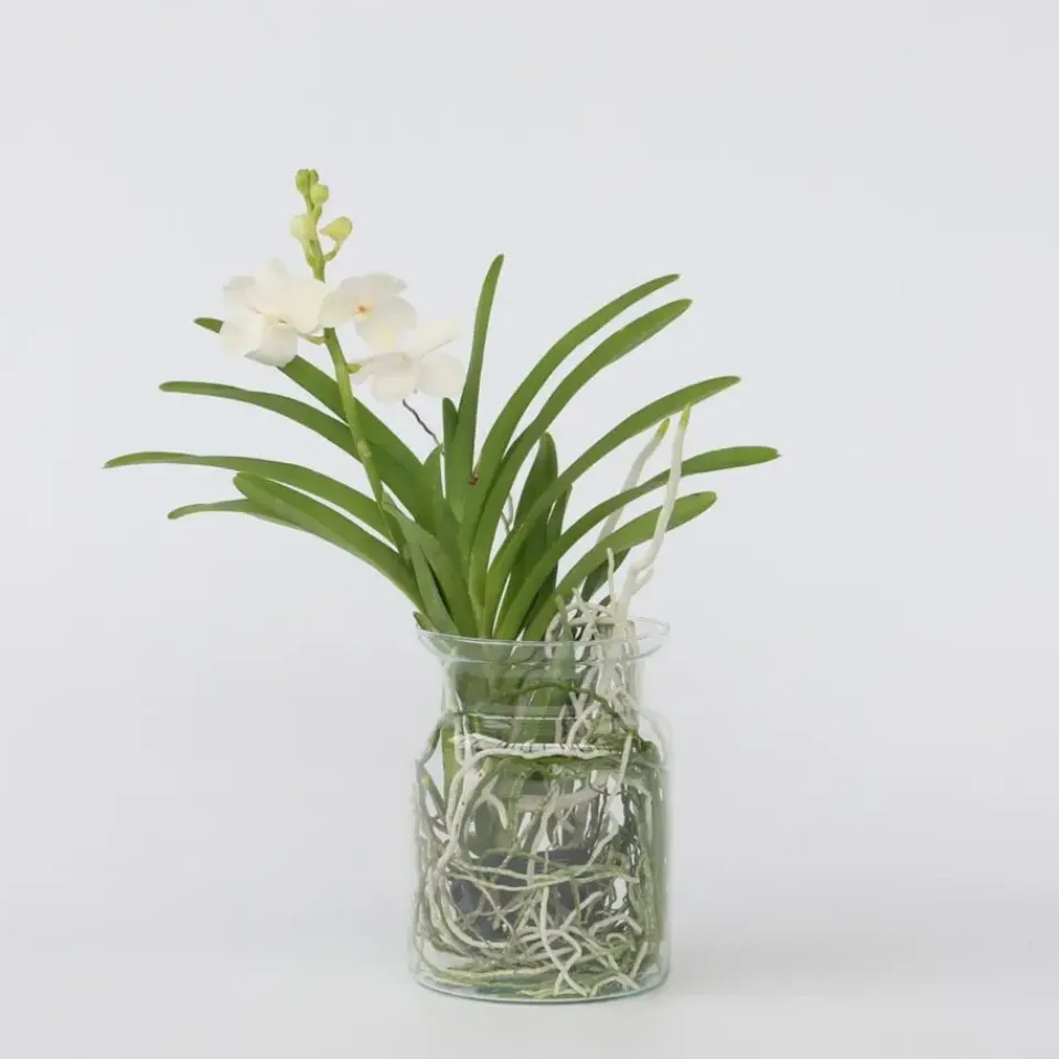 Plant in a Box Witte Orchidee met vaas - Vanda 'White' - Hoogte 40-50cm - ⌀14cm New