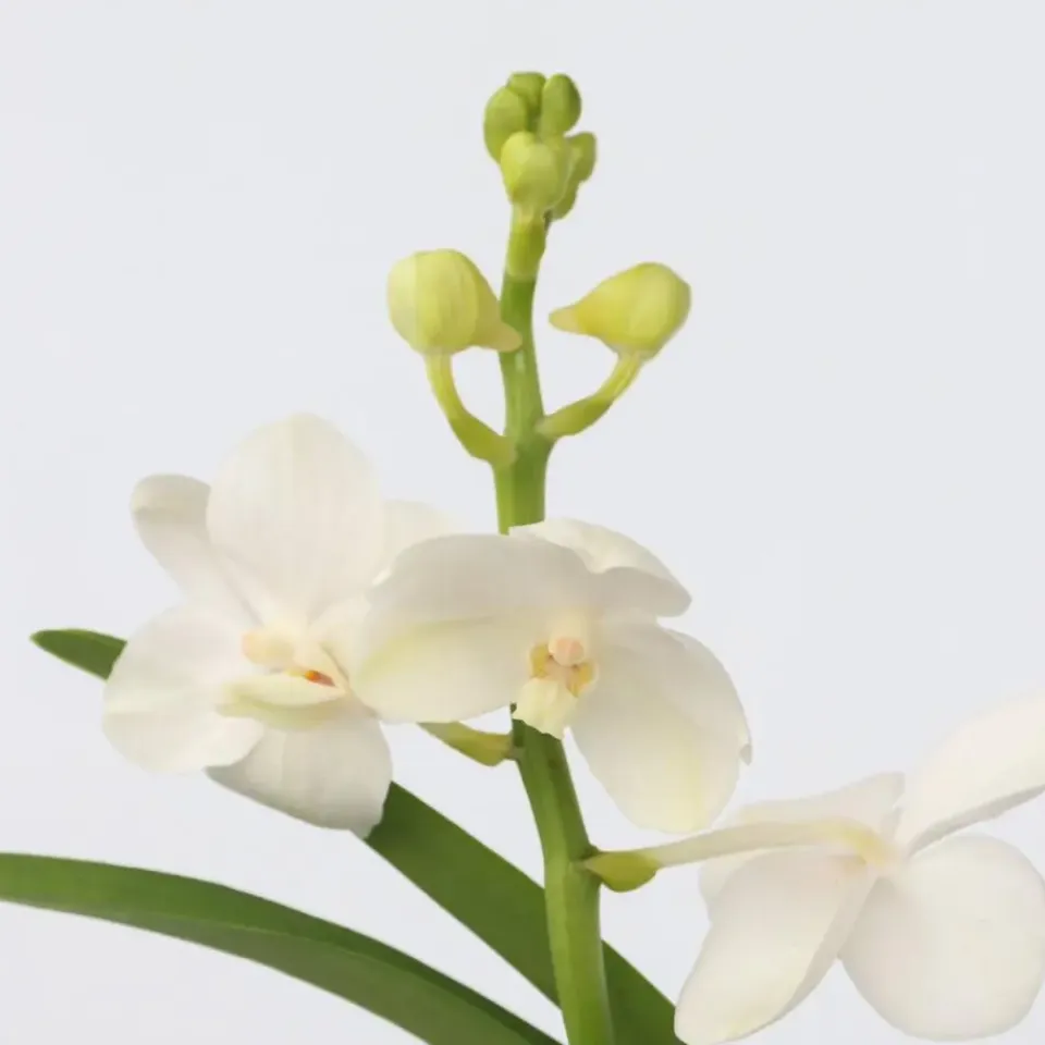 Plant in a Box Witte Orchidee met vaas - Vanda 'White' - Hoogte 40-50cm - ⌀14cm New