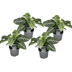 Plant in a Box Zebraplant - Set van 4 - Aphelandra squarrosa - Hoogte 25-45cm - ⌀13cm Sale