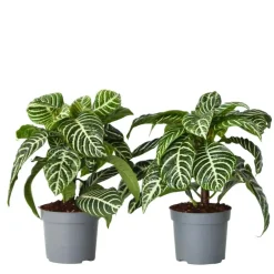 Plant in a Box Zebraplant - Set van 2 - Aphelandra squarrosa - Hoogte 25-45cm - ⌀13cm Discount