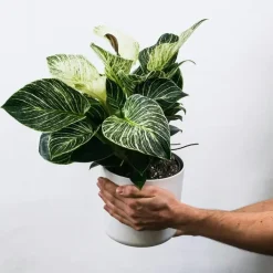 Plant in a Box Zebraplant - Set van 2 - Aphelandra squarrosa - Hoogte 25-45cm - ⌀13cm Discount
