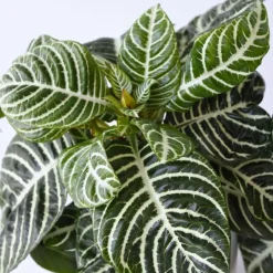 Plant in a Box Zebraplant - Set van 2 - Aphelandra squarrosa - Hoogte 25-45cm - ⌀13cm Discount