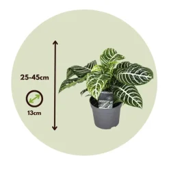 Plant in a Box Zebraplant - Set van 2 - Aphelandra squarrosa - Hoogte 25-45cm - ⌀13cm Discount