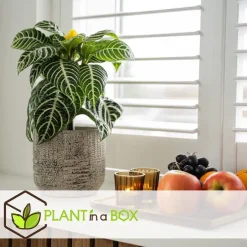 Plant in a Box Zebraplant - Set van 2 - Aphelandra squarrosa - Hoogte 25-45cm - ⌀13cm Discount
