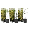 Plant in a Box Zilveracacia - Set van 3 - Mimosa dealbata - Hoogte 25-40cm - ⌀9cm Clearance